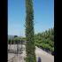 Cupressus Sempervirens - Italian Cypress 4-4.5 m buy online UK.