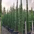 cupsem 4.5-5 m buy online UK.