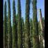 Cupressus Sempervirens - Italian Cypress 5-5.5 m buy online UK.