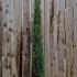Cupressus Sempervirens - Italian Cypress 2-2.5 m buy online UK.
