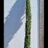 Cupressus Sempervirens - Italian Cypress 3-3.5 m buy online UK.