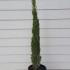 Cupressus Sempervirens - Italian Cypress 1-1.25 m buy online UK.
