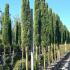 Cupressus Sempervirens Totem Italian Cypress 3.5-4 m buy online UK.