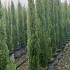 Cupressus Sempervirens Totem Italian Cypress 1.25-1.5 m buy online UK.