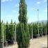 Cupressus Sempervirens Totem Italian Cypress 1.5-1.75 m buy online UK.