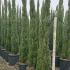 Cupressus Sempervirens Totem Italian Cypress 1.75-2 m buy online UK.