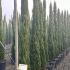 Cupressus Sempervirens Totem Italian Cypress 2-2.5 m buy online UK.