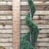 Cupressus x Leylandii Blue Jeans Topiary Spirals 1.5 m buy online UK.