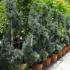 Cupressus x Leylandii Blue Jeans Topiary Spiral UK