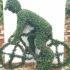 Cyclist topiary tree, unique trained trees in the shape of a cyclist for sale UK