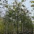 Cydonia Oblonga Champion Quince Tree 3-3.5 m buy online UK.