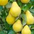 Rounded apple-shaped golden fruits of Cydonia oblonga Champion Fruiting Quince