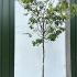 Cydonia Oblonga Cydora Robusta Quince - standard shaped tree