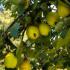 Cydonia Oblonga Cydora Robusta fruiting quince trees in fruit