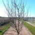 Cydonia Oblonga Leskovac Quince 1.75-2 m buy online UK.