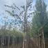 Cydonia Oblonga Ludovic Quince 2.5-3 m buy online UK.