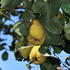 Cydonia Oblonga Mammoth - superb quince fruit tree - buy online with UK wide delivery