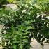 Cyrtomium Falcatum - Holly Fern 30-40 cm buy online UK.