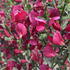 Cytisus × boskoopii Boskoop Ruby or Broom Boskoop Ruby