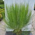 cbbr 1-1.25 m buy online UK.