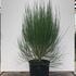 cbbr 80-100 cm buy online UK.