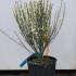 Cytisus X Praecox Albus 30-40 cm buy online UK.