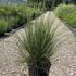 cytisalbus 80-100 cm buy online UK.