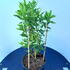 dbjp 80-100 cm buy online UK.