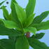 Daphne Bholua Jacqueline Postill