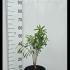 Daphne Mezereum 30-40 cm buy online UK.