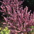 Daphne Mezereum or February Daphne flowers early in Spring. Buy flowering shrubs online with UK delivery