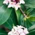 Daphne Odora pink winter flowering Daphne Plants for sale Online UK & IRL