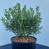 dos 50-60 cm buy online UK.
