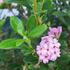 Daphne Odora Sweetheart