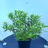 dbpp 60-80 cm buy online UK.