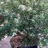 Daphne Transatlantica Eternal Fragrance 50-60 cm buy online UK.