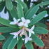 Daphne Transatlantica Pink Fragrance