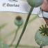 Darlac Stainless Steel Pruning Knife   buy online UK.