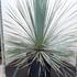 dasylirionserratifolium 80-100 cm buy online UK.