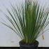 Dasylirion serratifolium 30-40 cm buy online UK.