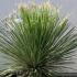Dasylirion serratifolium 80-100 cm buy online UK.