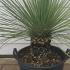 Dasylirion serratifolium 60-80 cm buy online UK.
