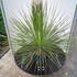 dasylirionserratifolium 80-100 cm buy online UK.