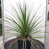 dasylirionserratifolium 80-100 cm buy online UK.