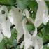 Davidia Involucrata Tree for sale
