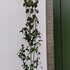 davidiainvolucrata 1.75-2 m buy online UK.
