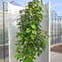 davidiainvolucrata 2-2.5 m buy online UK.