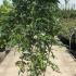 df 1.5-1.75 m buy online UK.