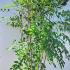 Decaisnea Fargesii  1.75-2 m buy online UK.