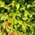 Dense Hornbeam hedge, perfect for nesting birds and privacy, growing in an English garden